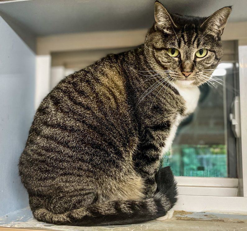 Enlarge Minnie, a Adoptable Tabby in Carneys Point, NJ image 14/15