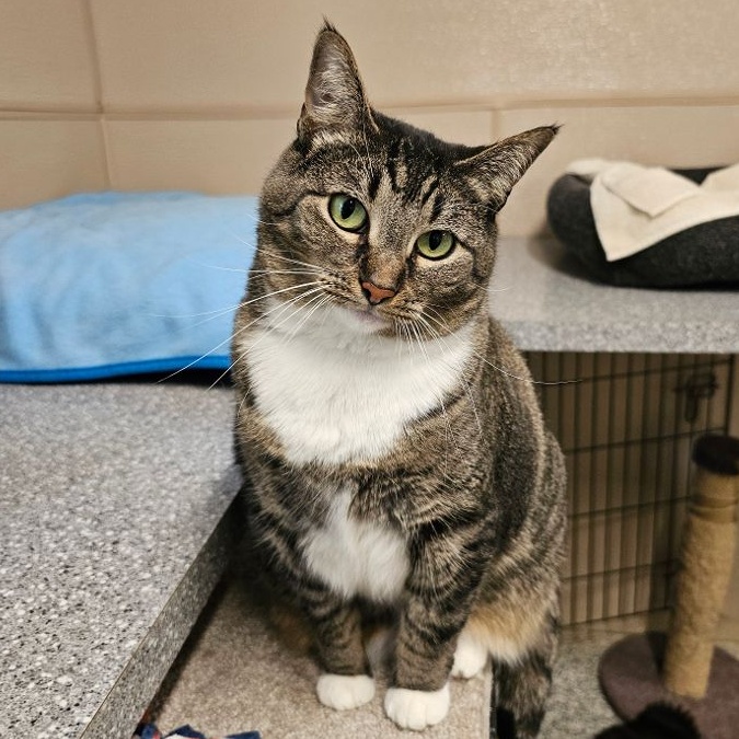 Enlarge Minnie, a Adoptable Tabby in Carneys Point, NJ image 11/15