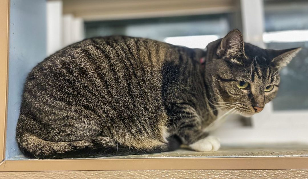 Enlarge Minnie, a Adoptable Tabby in Carneys Point, NJ image 15/15
