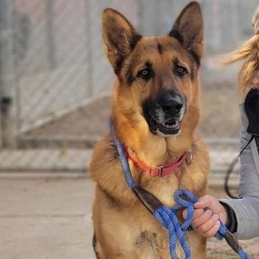 Enlarge Handsom T, a Adoptable German Shepherd Dog in San Juan Bautista, CA image 1/5
