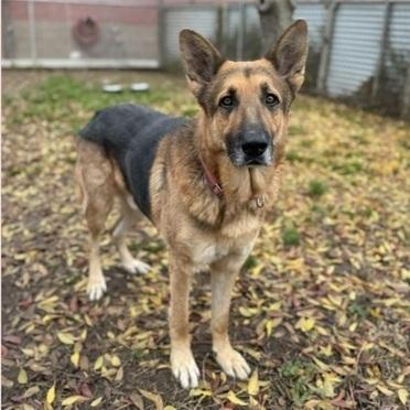 Enlarge Handsom T, a Adoptable German Shepherd Dog in San Juan Bautista, CA image 3/5