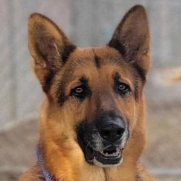 Enlarge Handsom T, a Adoptable German Shepherd Dog in San Juan Bautista, CA image 4/5