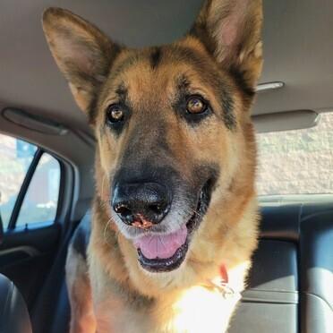 Enlarge Handsom T, a Adoptable German Shepherd Dog in San Juan Bautista, CA image 5/5