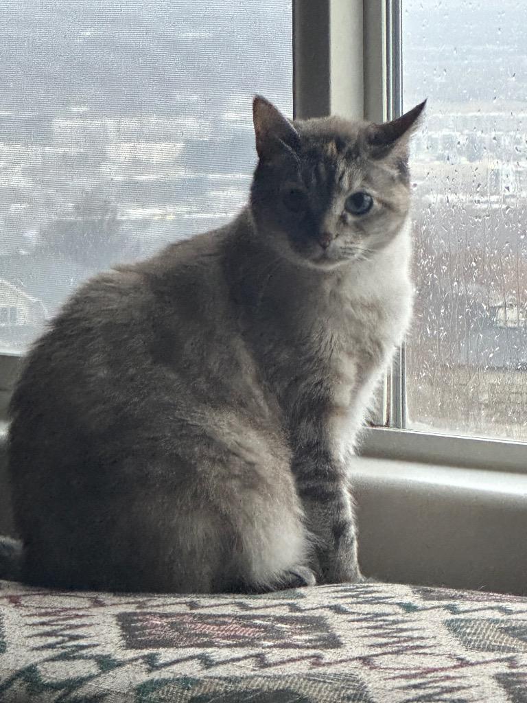 Sadee, Adoptable, Adult Female Domestic Short Hair.