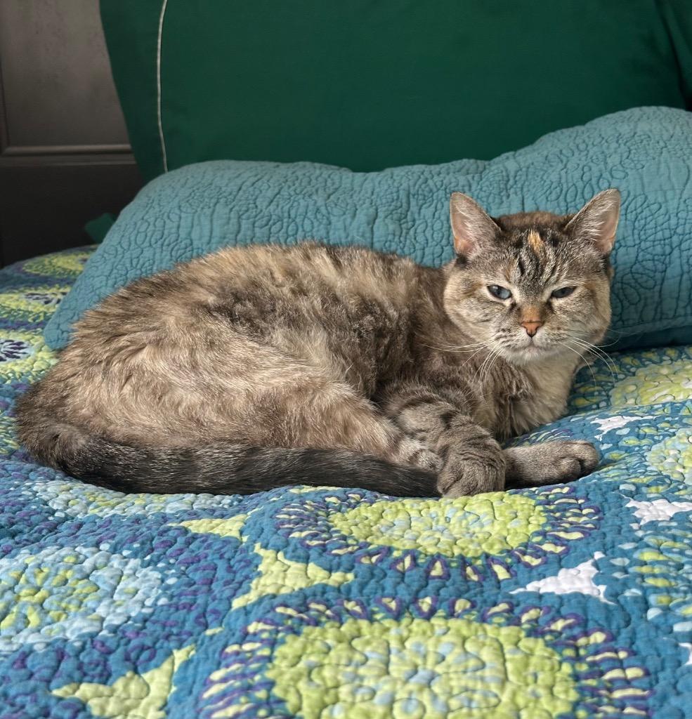 Sadee, Adoptable, Adult Female Domestic Short Hair.