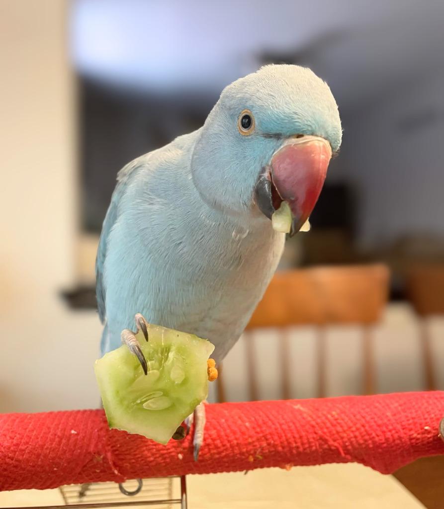Neptune, Adoptable, Baby Male Parrot (Other).
