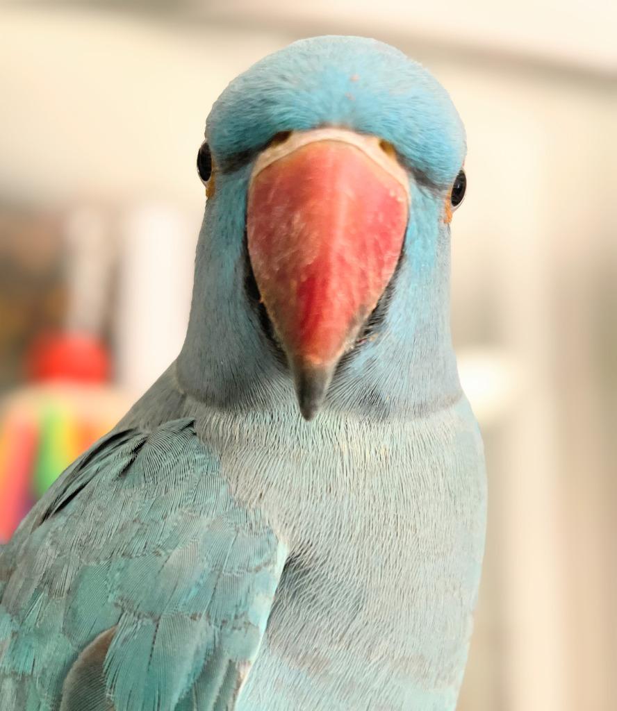 Enlarge Neptune, a Adoptable Parrot (Other) in Ballwin, MO image 2/6