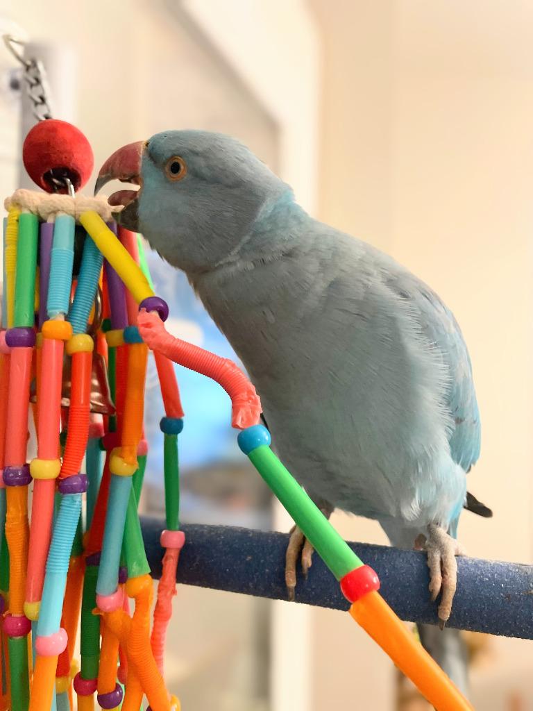 Enlarge Neptune, a Adoptable Parrot (Other) in Ballwin, MO image 3/6