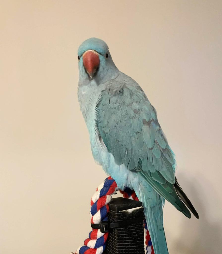 Enlarge Neptune, a Adoptable Parrot (Other) in Ballwin, MO image 4/6