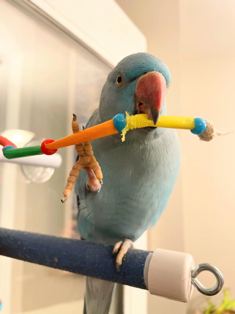 Enlarge Neptune, a Adoptable Parrot (Other) in Ballwin, MO image 5/6