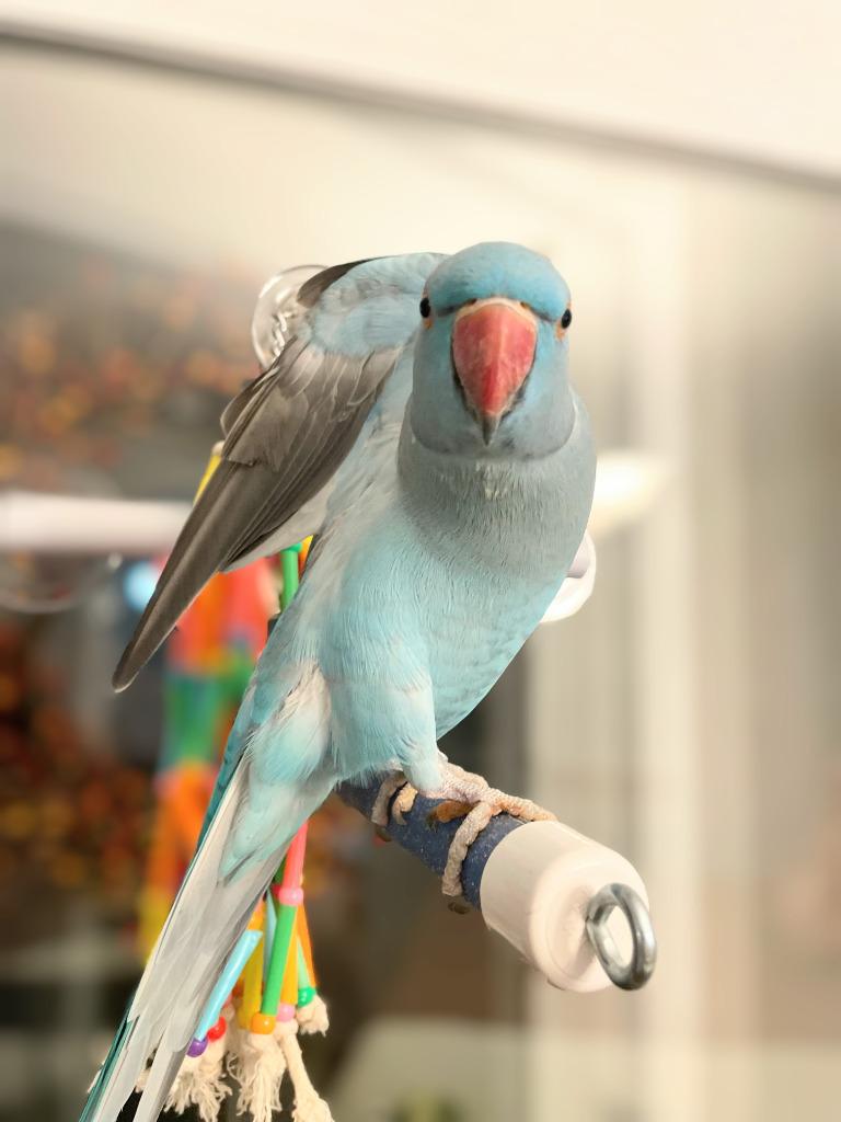 Enlarge Neptune, a Adoptable Parrot (Other) in Ballwin, MO image 6/6
