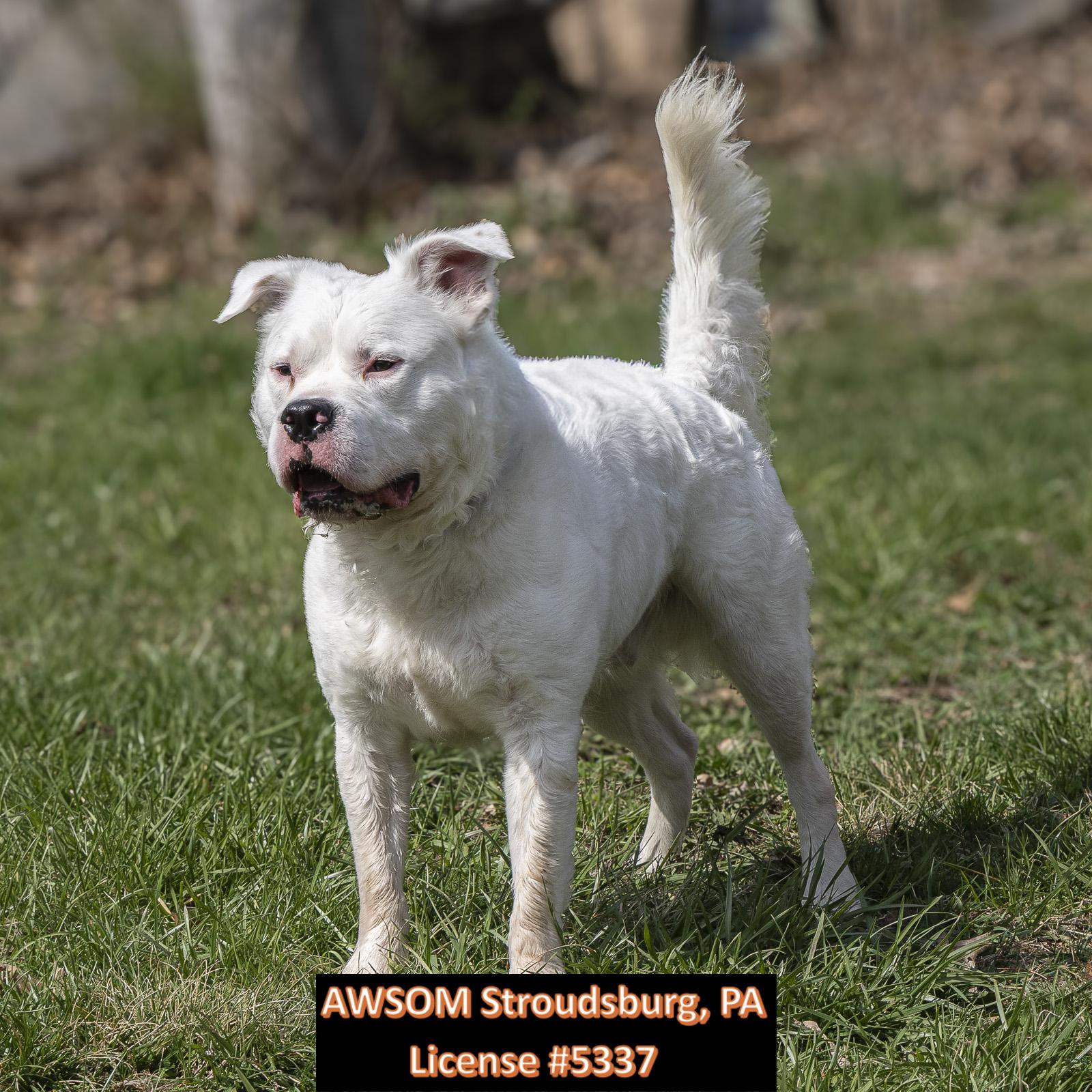 Enlarge Italian Ice, a ADOPTABLE mixed breed in Stroudsburg, PA image 3/3