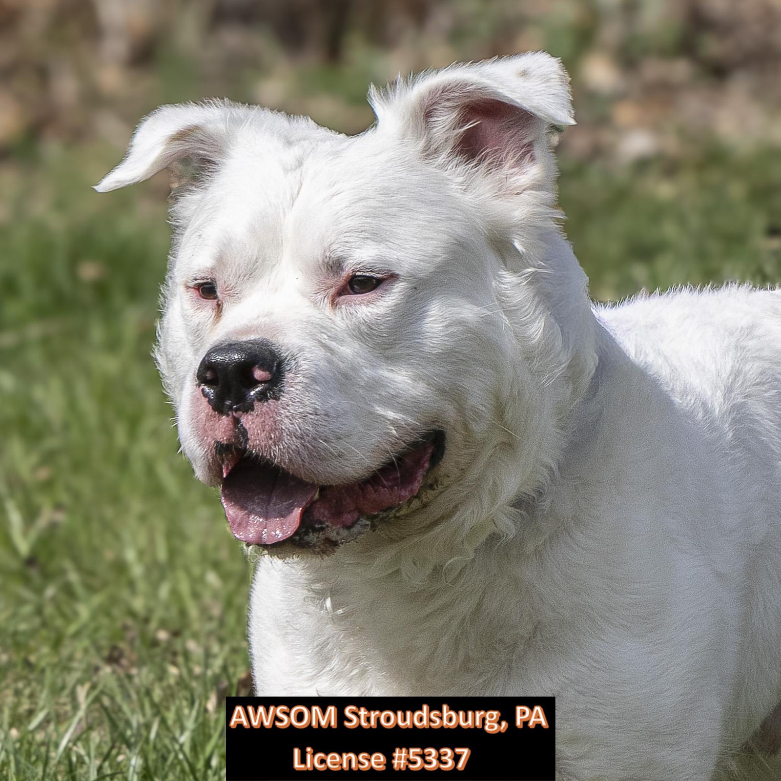 Enlarge Italian Ice, a ADOPTABLE mixed breed in Stroudsburg, PA image 2/3