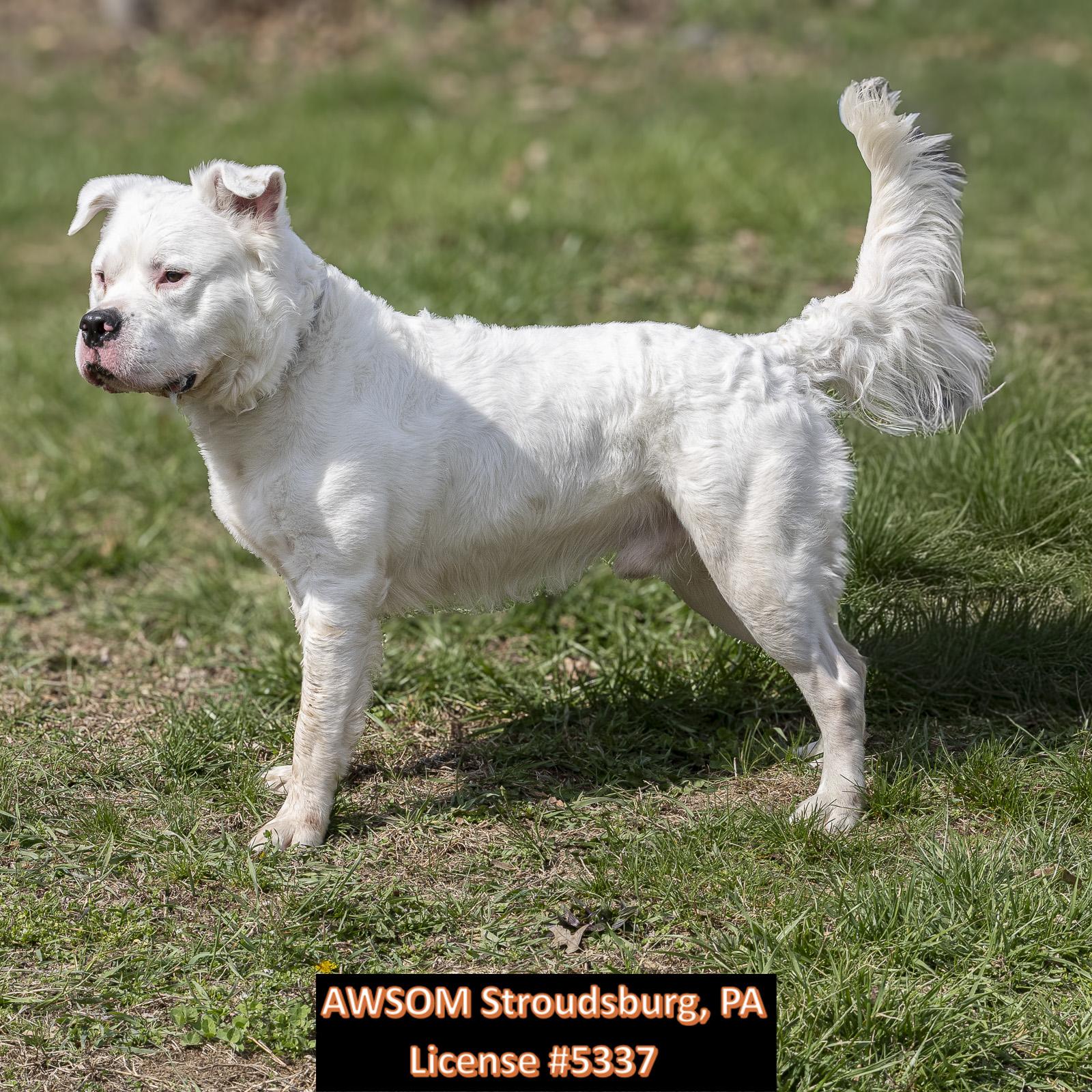 Italian Ice, ADOPTABLE, Young Male Pit Bull Terrier.