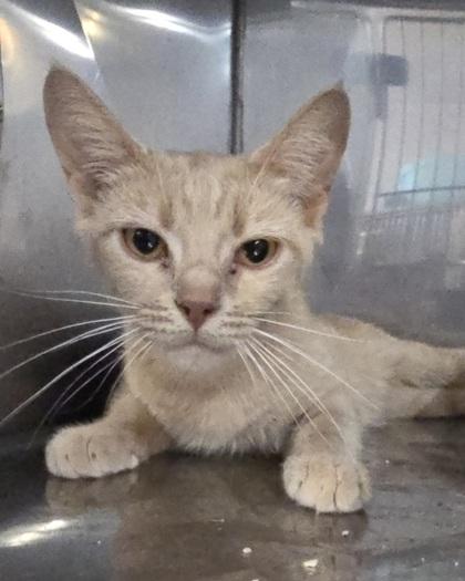 Bacon, an adoptable Domestic Short Hair in Canon City, CO, 81212 | Photo Image 1
