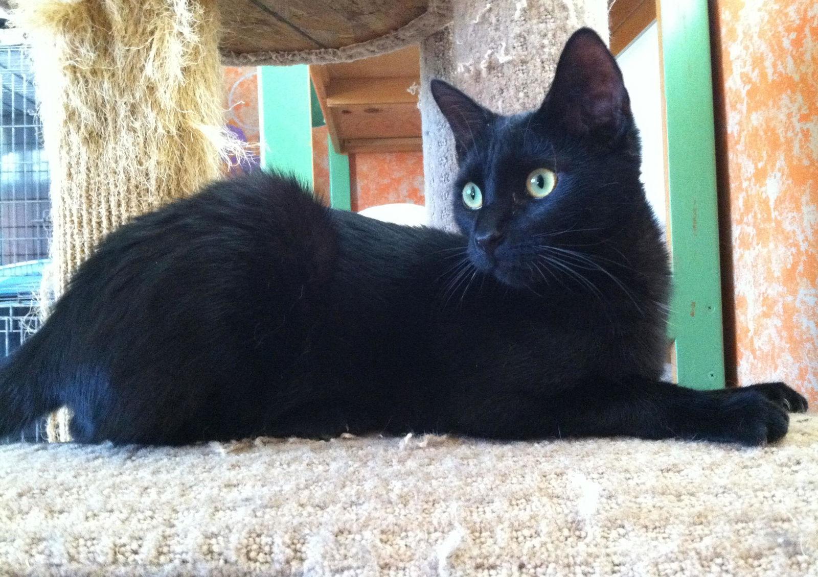 Enlarge Solomon, a Adoptable Domestic Medium Hair in Littlerock, CA image 1/2