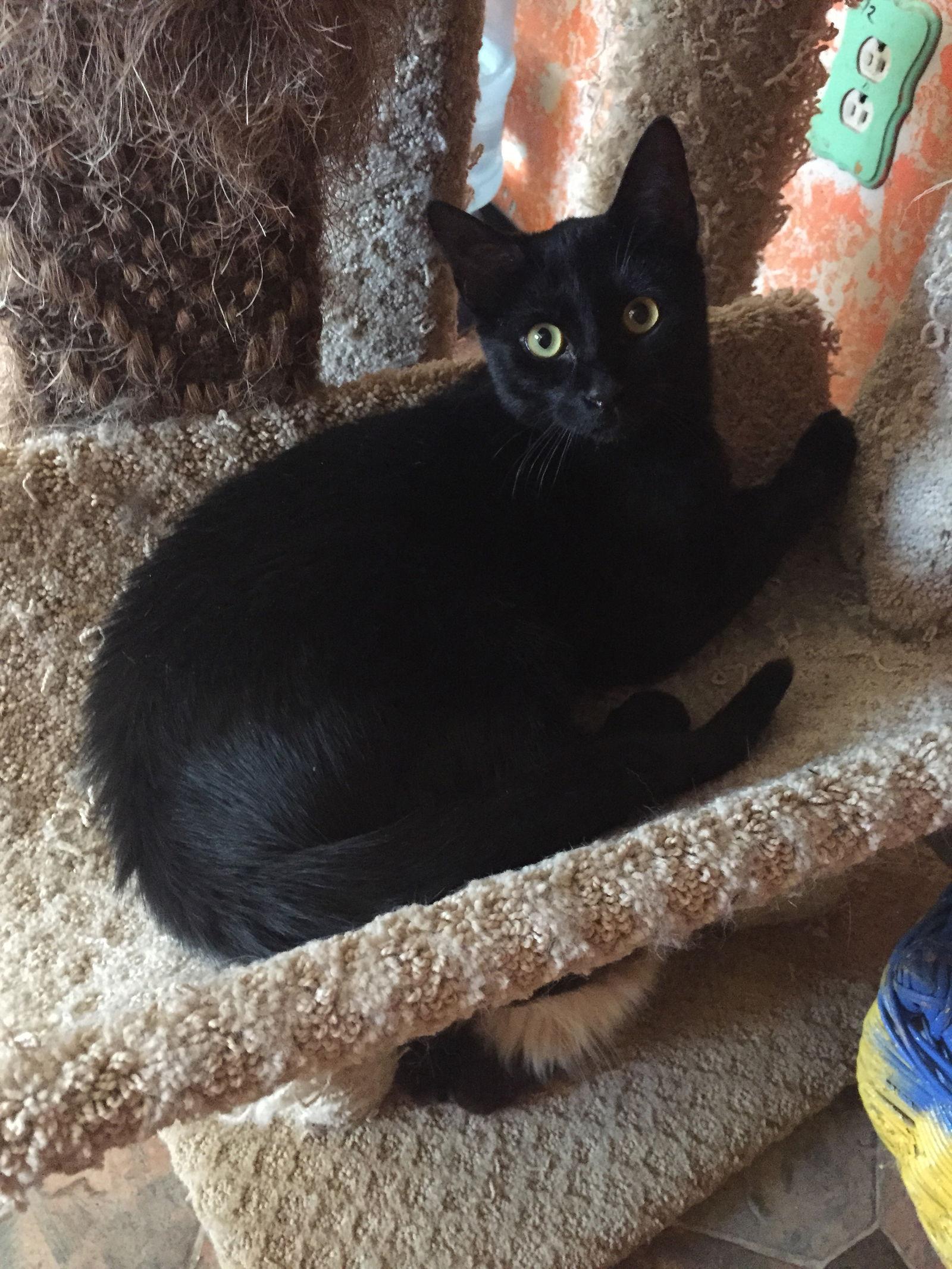 Enlarge Solomon, a Adoptable Domestic Medium Hair in Littlerock, CA image 2/2