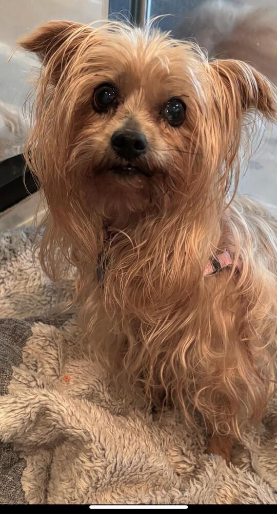 Gabby, Adoptable, Senior Female Yorkshire Terrier.
