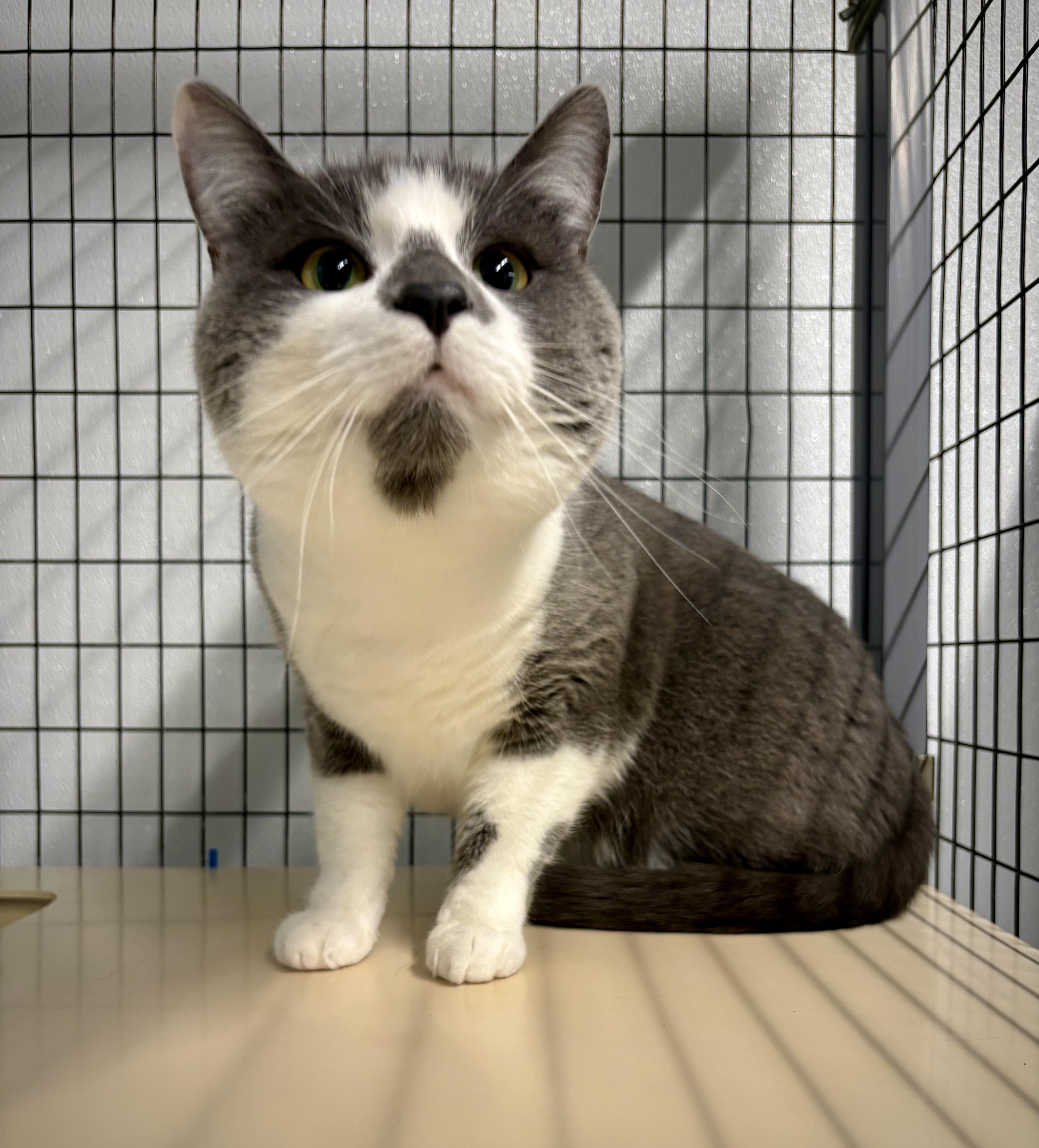 Enlarge Picaso, an adopted Domestic Short Hair in Kalamazoo, MI image 1/3