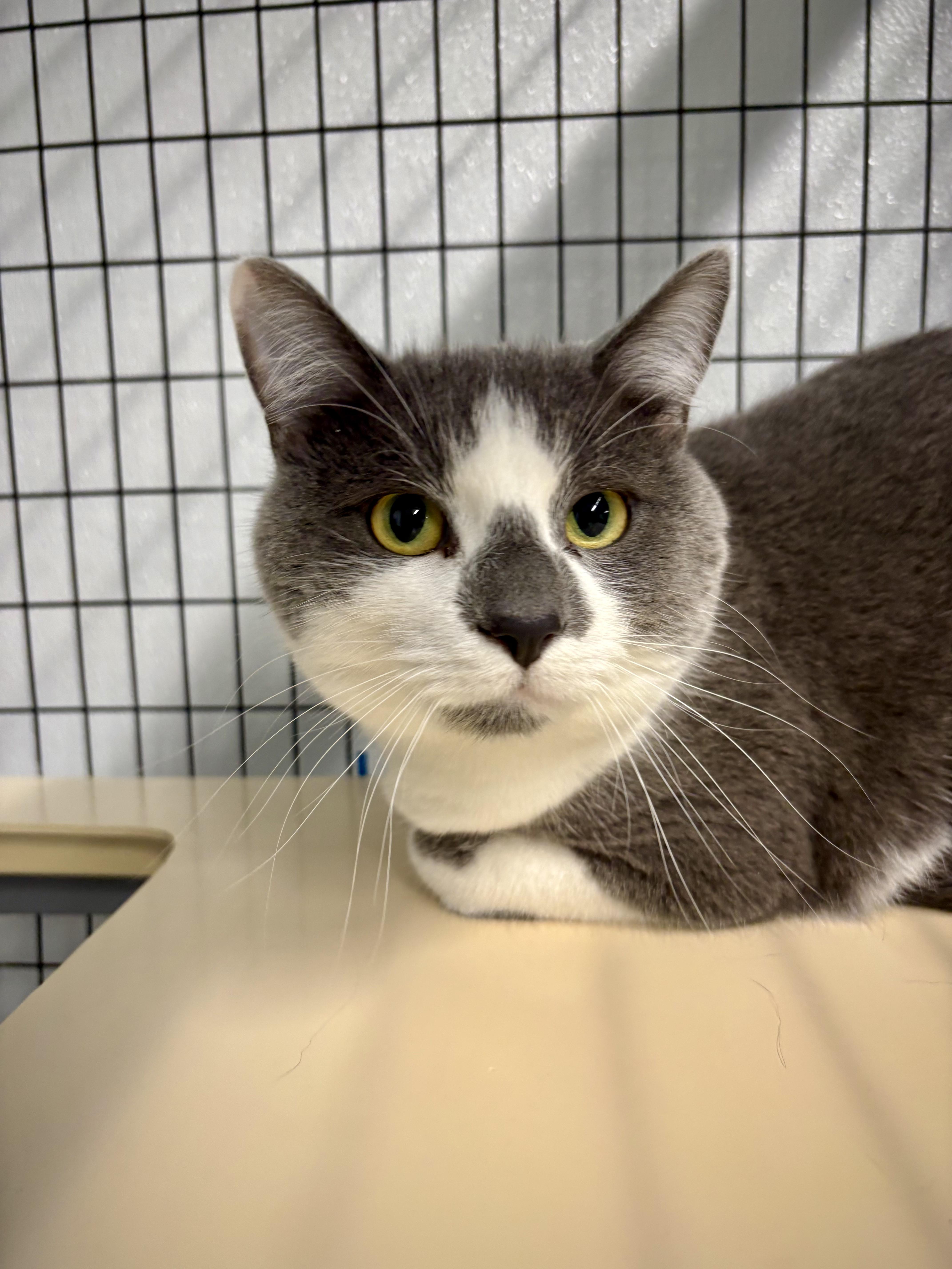 Enlarge Picaso, an adopted Domestic Short Hair in Kalamazoo, MI image 2/3