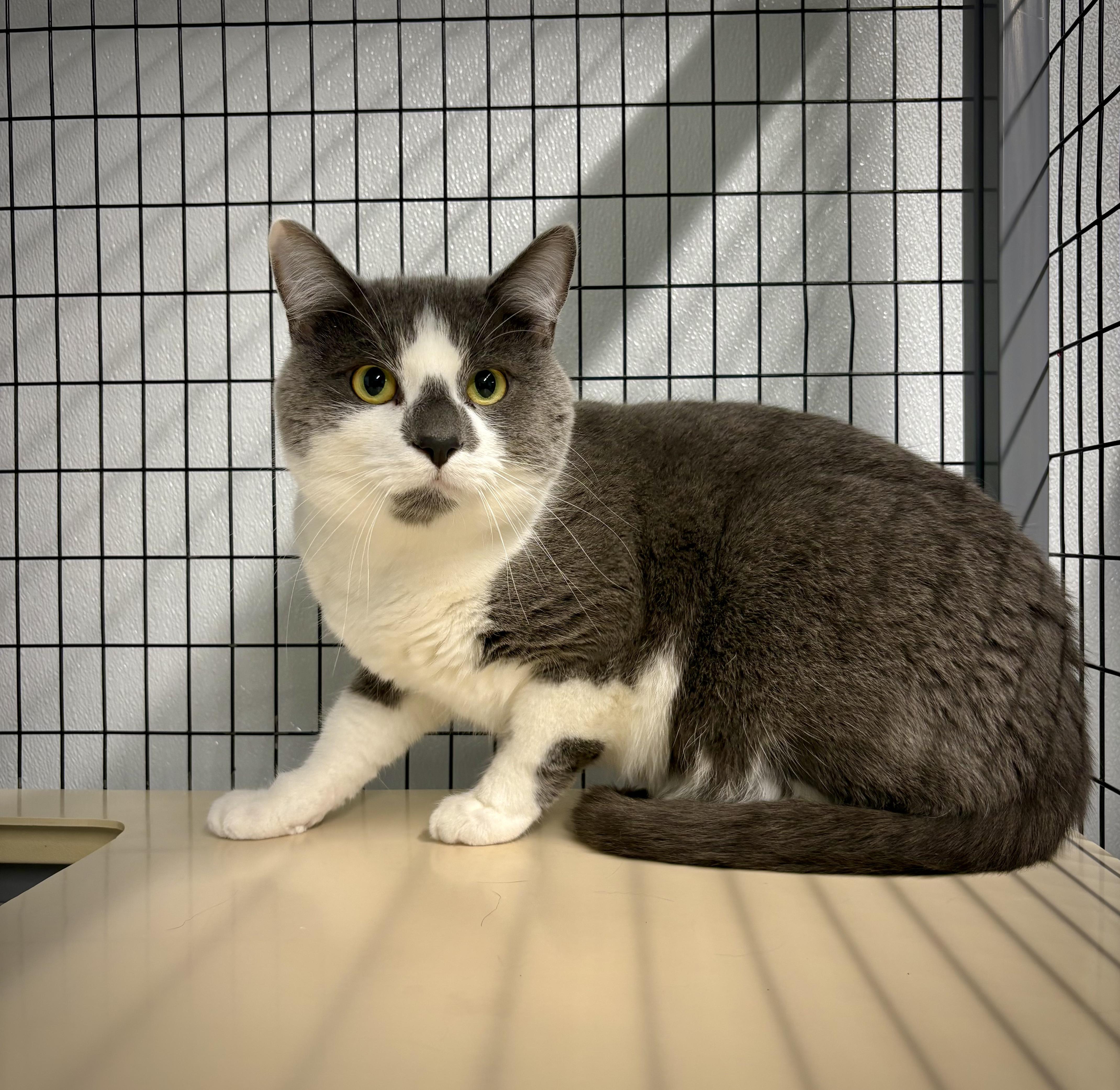 Enlarge Picaso, an adopted Domestic Short Hair in Kalamazoo, MI image 3/3
