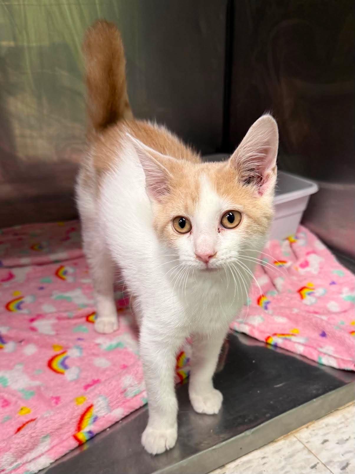 Enlarge Fajita, a Adopted Domestic Short Hair in Leitchfield, KY image 1/1