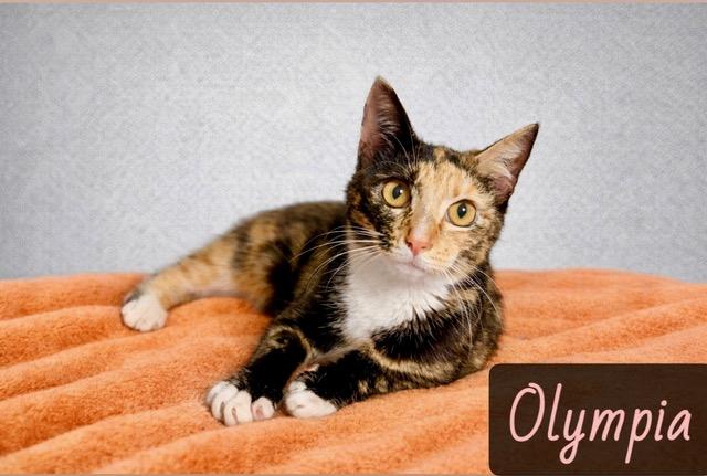 Enlarge Olympia, an adopted mixed breed in Englewood, FL image 1/1