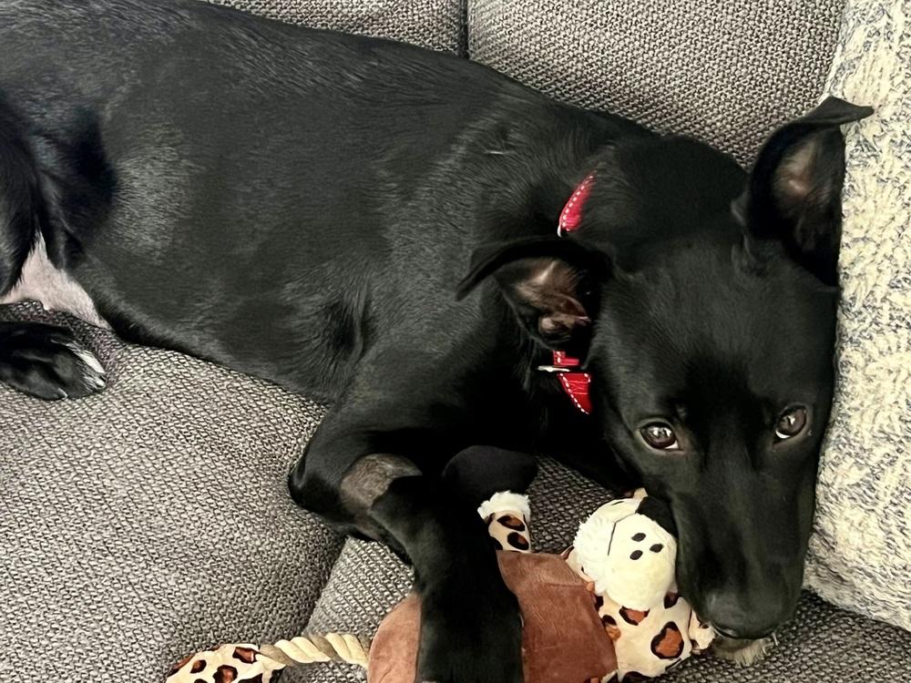Franny, Adoptable, Young Female Terrier & Feist.