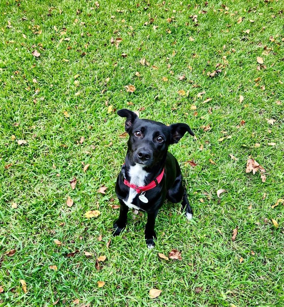 Enlarge Franny, a Adoptable mixed breed in Willingboro, NJ image 2/6