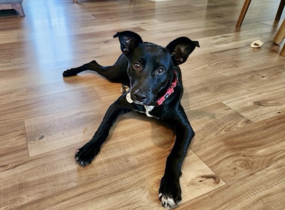 Enlarge Franny, a Adoptable mixed breed in Willingboro, NJ image 4/6