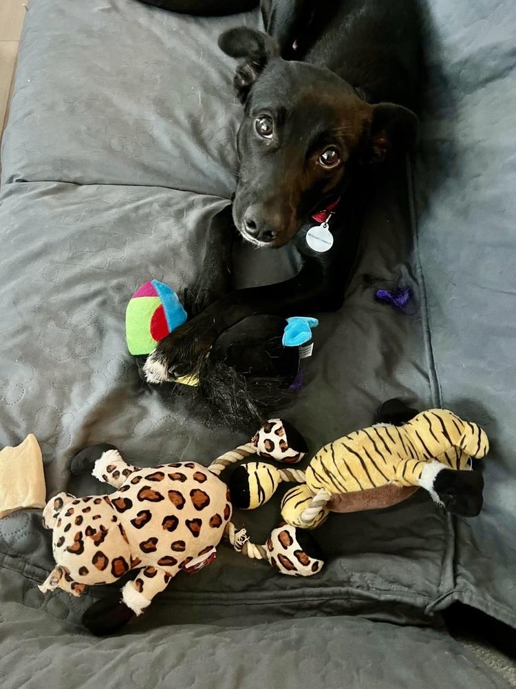 Enlarge Franny, a Adoptable mixed breed in Willingboro, NJ image 5/6