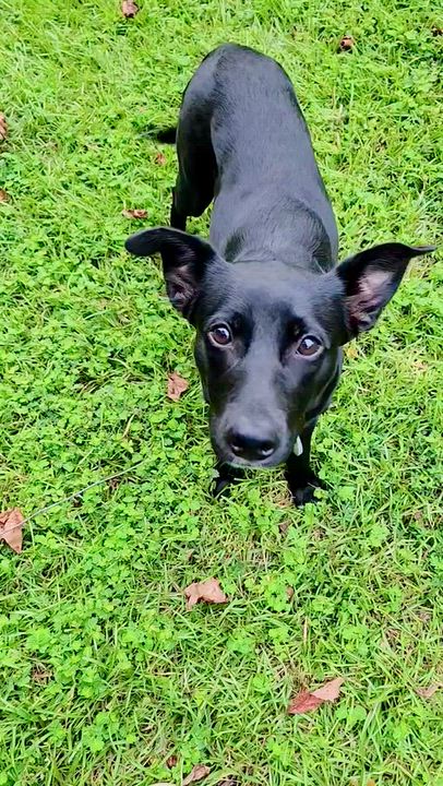 Enlarge Franny, a Adoptable mixed breed in Willingboro, NJ video 6/6