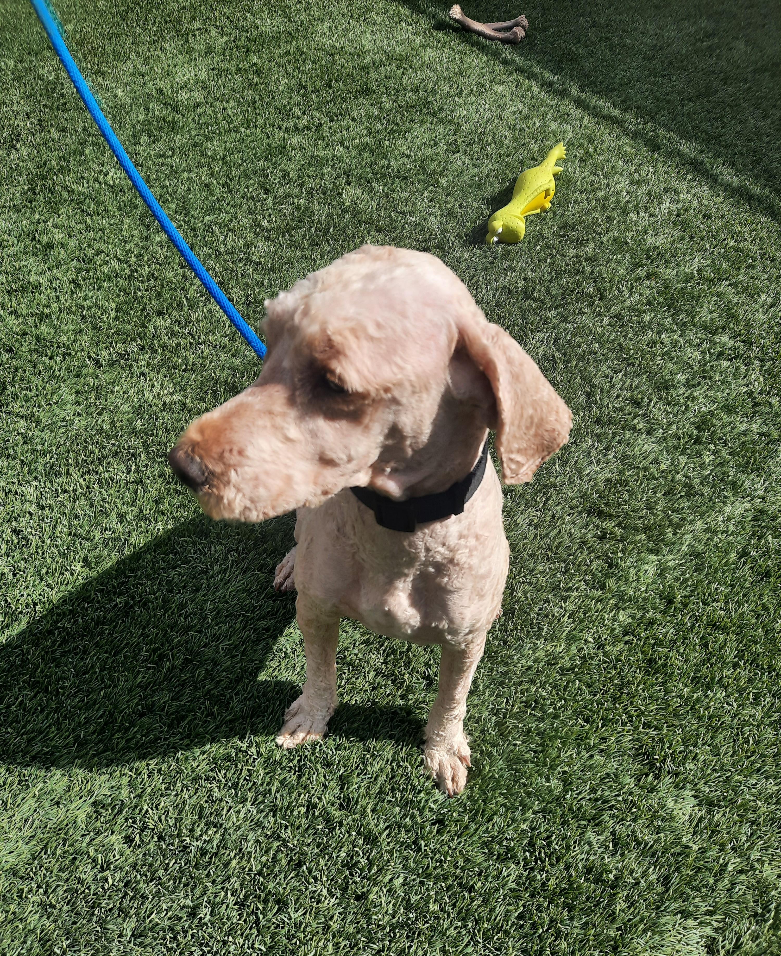 Arlo, an adopted Labradoodle in Mesquite, NV image 2/3