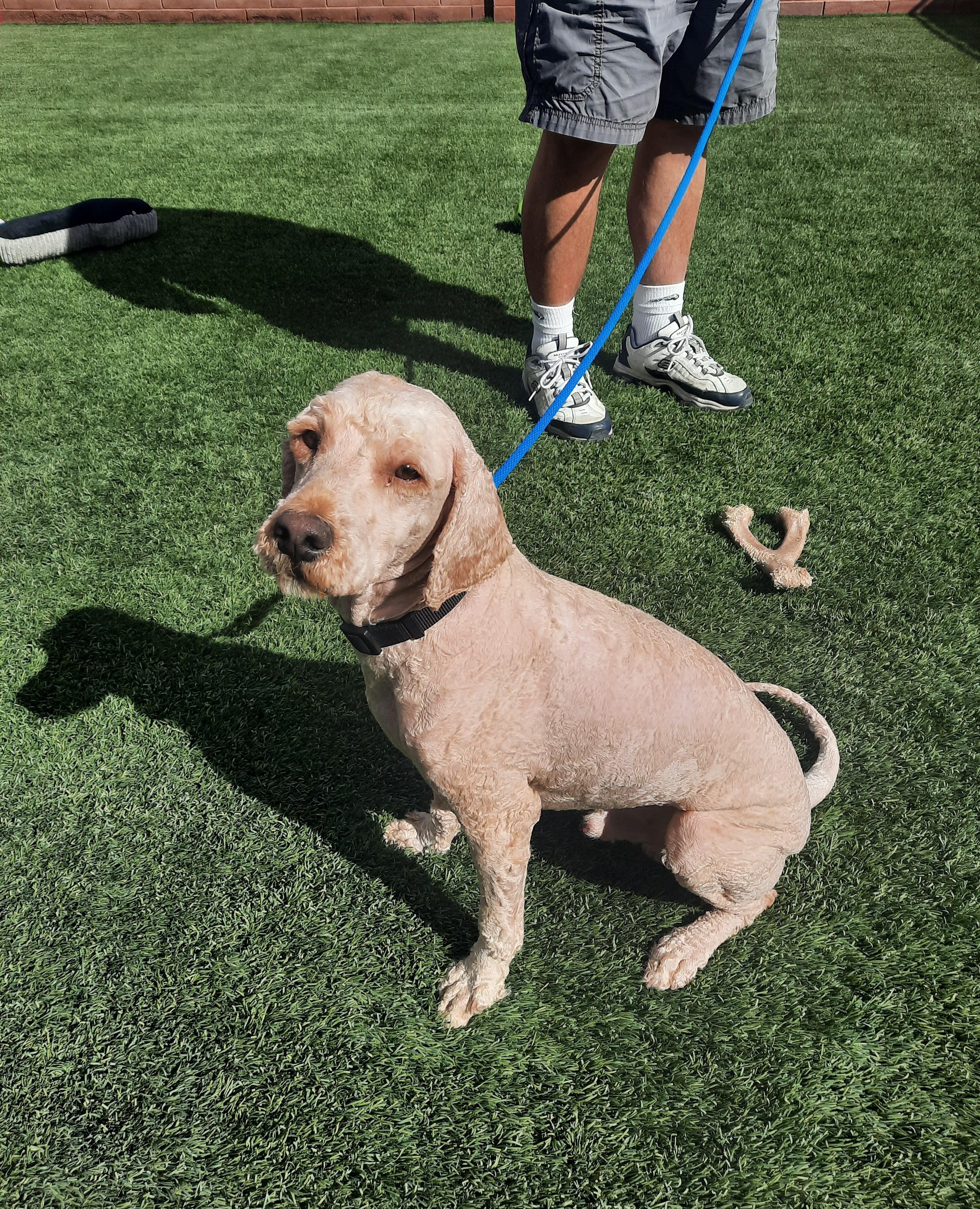 Arlo, an adopted Labradoodle in Mesquite, NV image 1/3