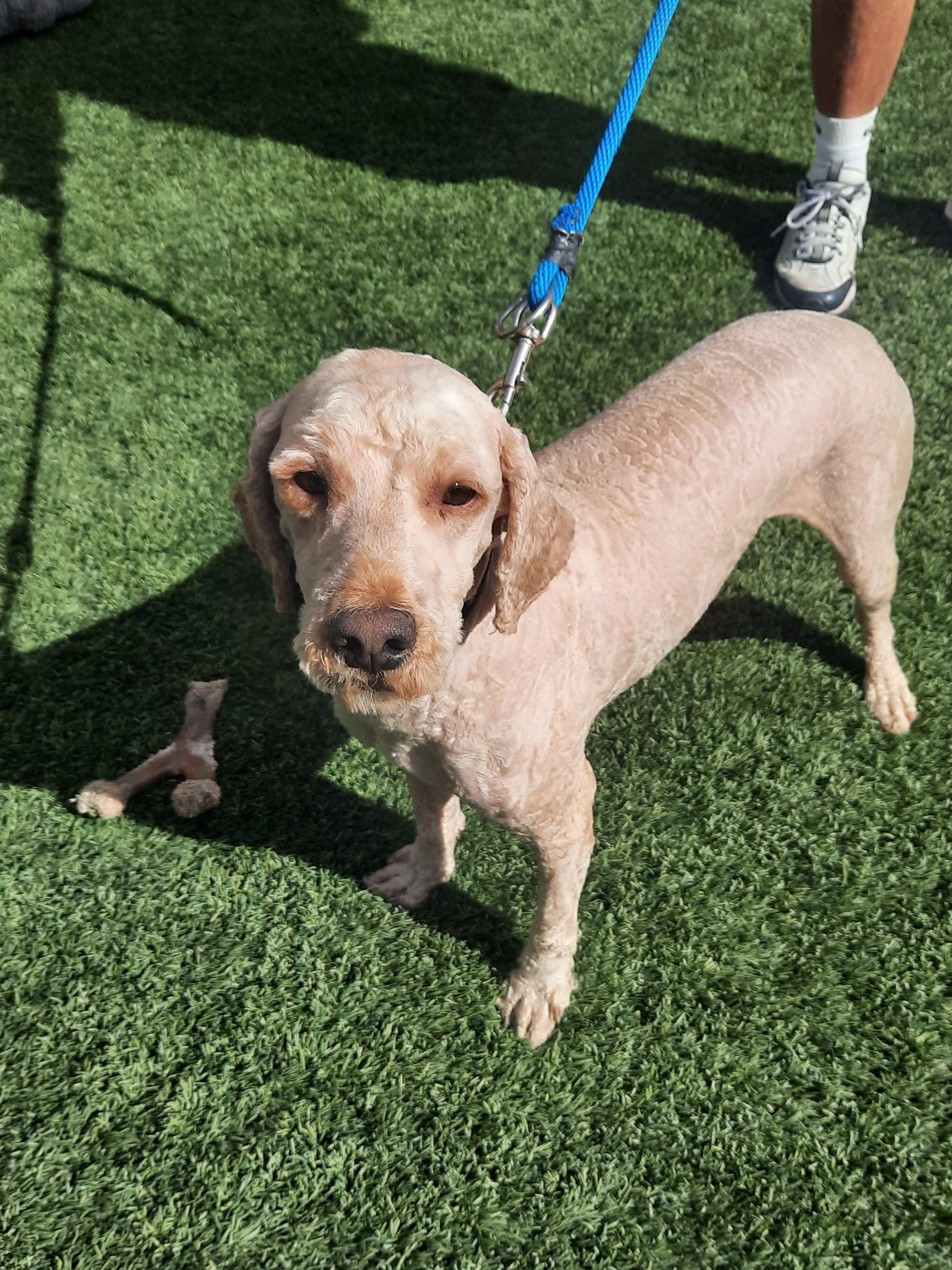 Arlo, an adopted Labradoodle in Mesquite, NV image 3/3