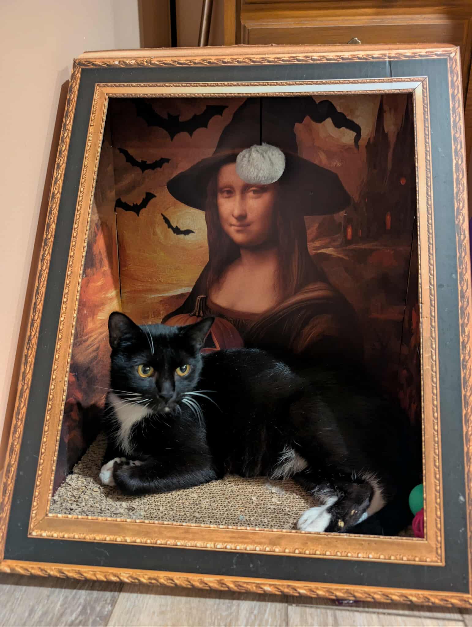 Enlarge Tulip, a Adoptable Domestic Short Hair in Clymer, PA image 5/6