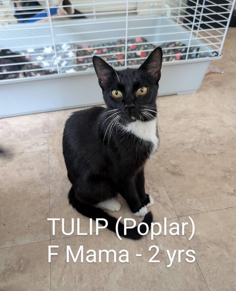 Enlarge Tulip, a Adoptable Domestic Short Hair in Clymer, PA image 6/6