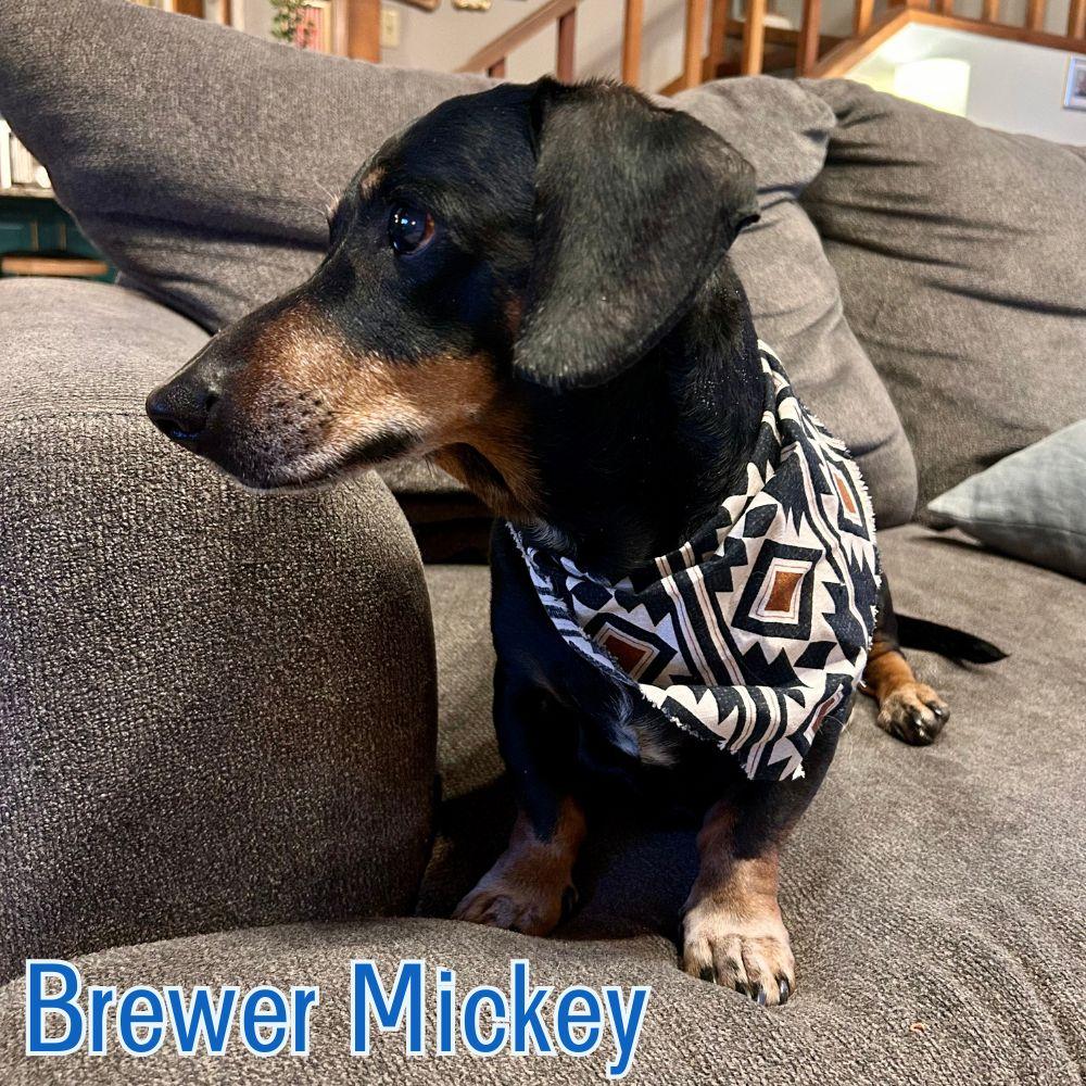 Enlarge Brewer Mickey, a Adoptable Dachshund in San Antonio, TX image 1/3