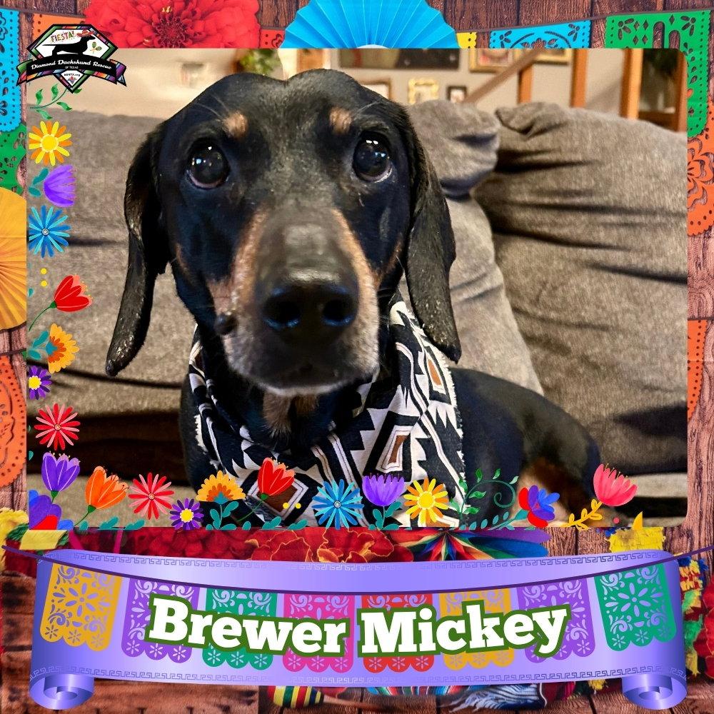 Enlarge Brewer Mickey, a Adoptable Dachshund in San Antonio, TX image 3/3