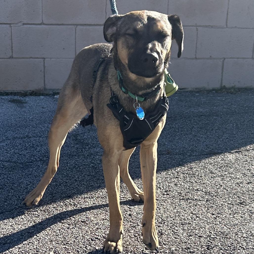 Dobbs, Adoptable, Young Male German Shepherd Dog.