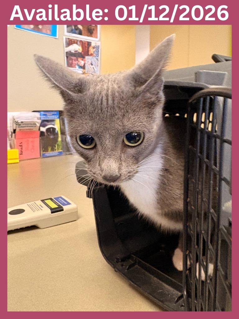 Cat Condo #9 Kitty, Adoptable, Young Female Domestic Short Hair & Mixed Breed.