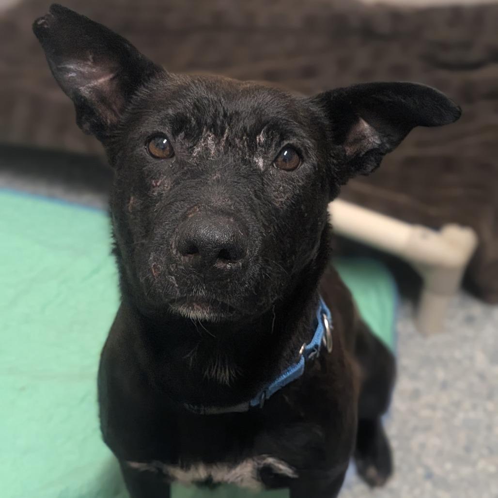Diamond, Adoptable, Adult Female German Shepherd Dog & Mixed Breed.