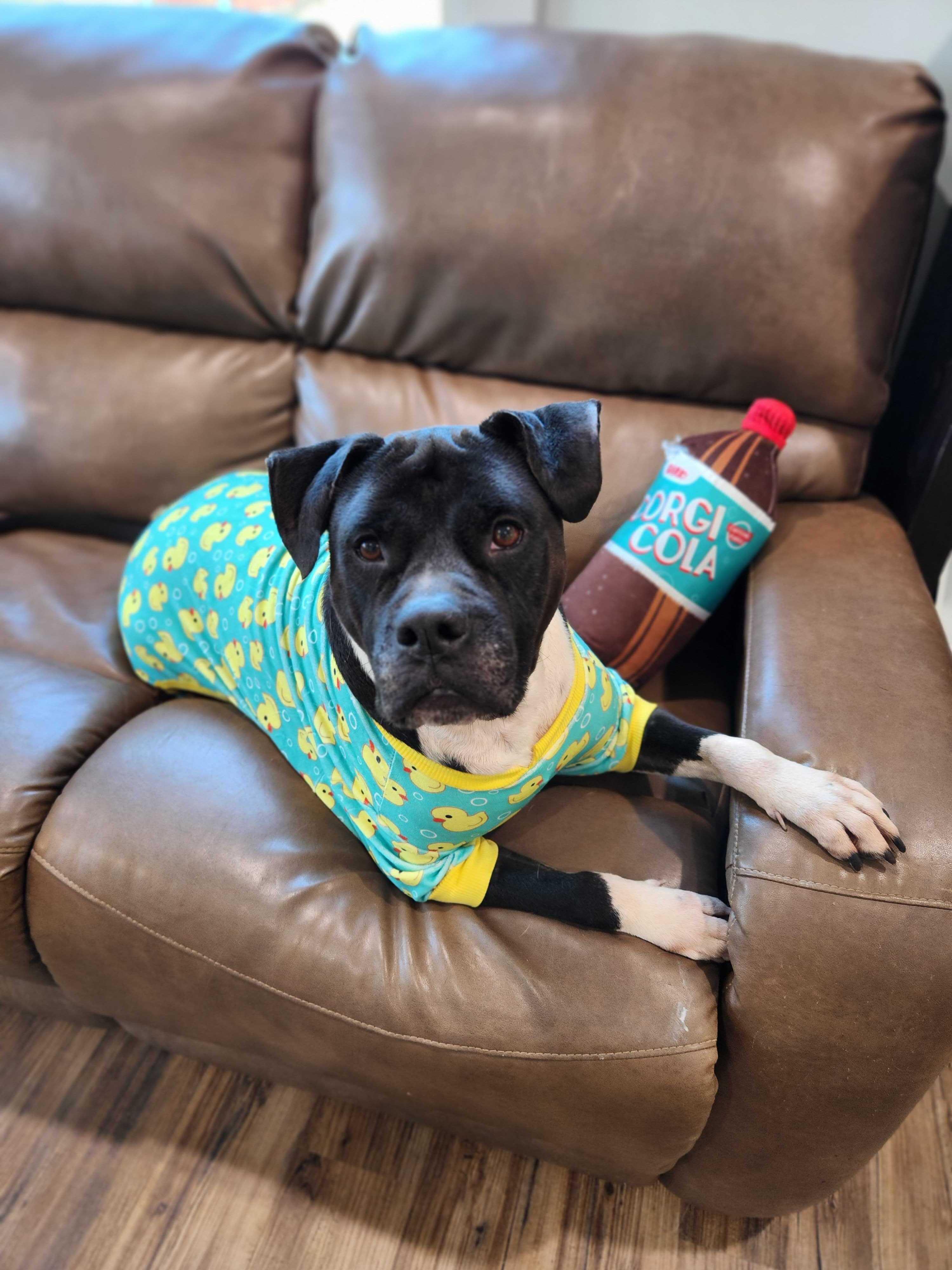 Oliver, a Adoptable mixed breed in Cheektowaga, NY image 2/6