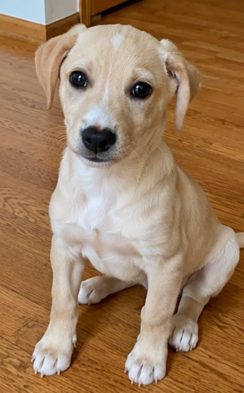 Enlarge Goosey, an adopted Mixed Breed in Orland Park, IL image 2/6