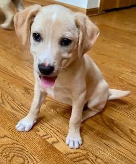 Enlarge Goosey, an adopted Mixed Breed in Orland Park, IL image 4/6