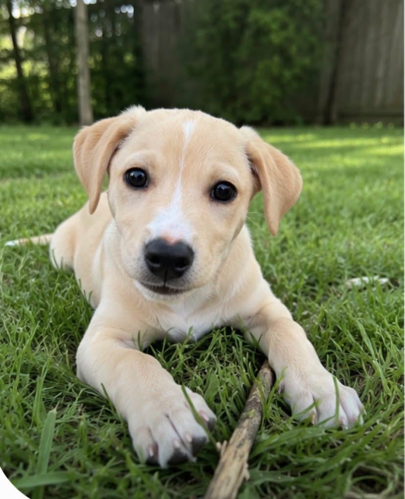 Goosey, adopted, Puppy Female Mixed Breed.