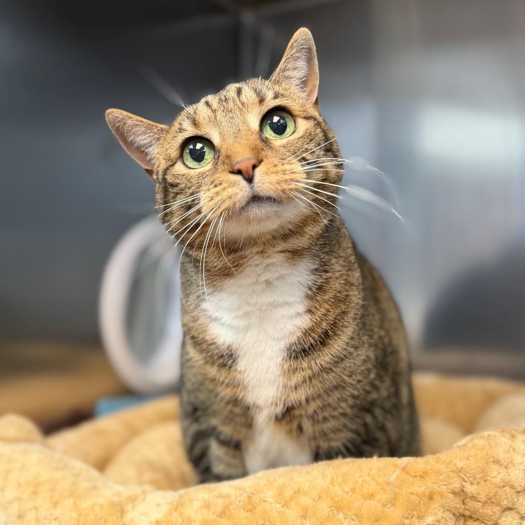 Zena, Adoptable, Senior Female Domestic Short Hair.