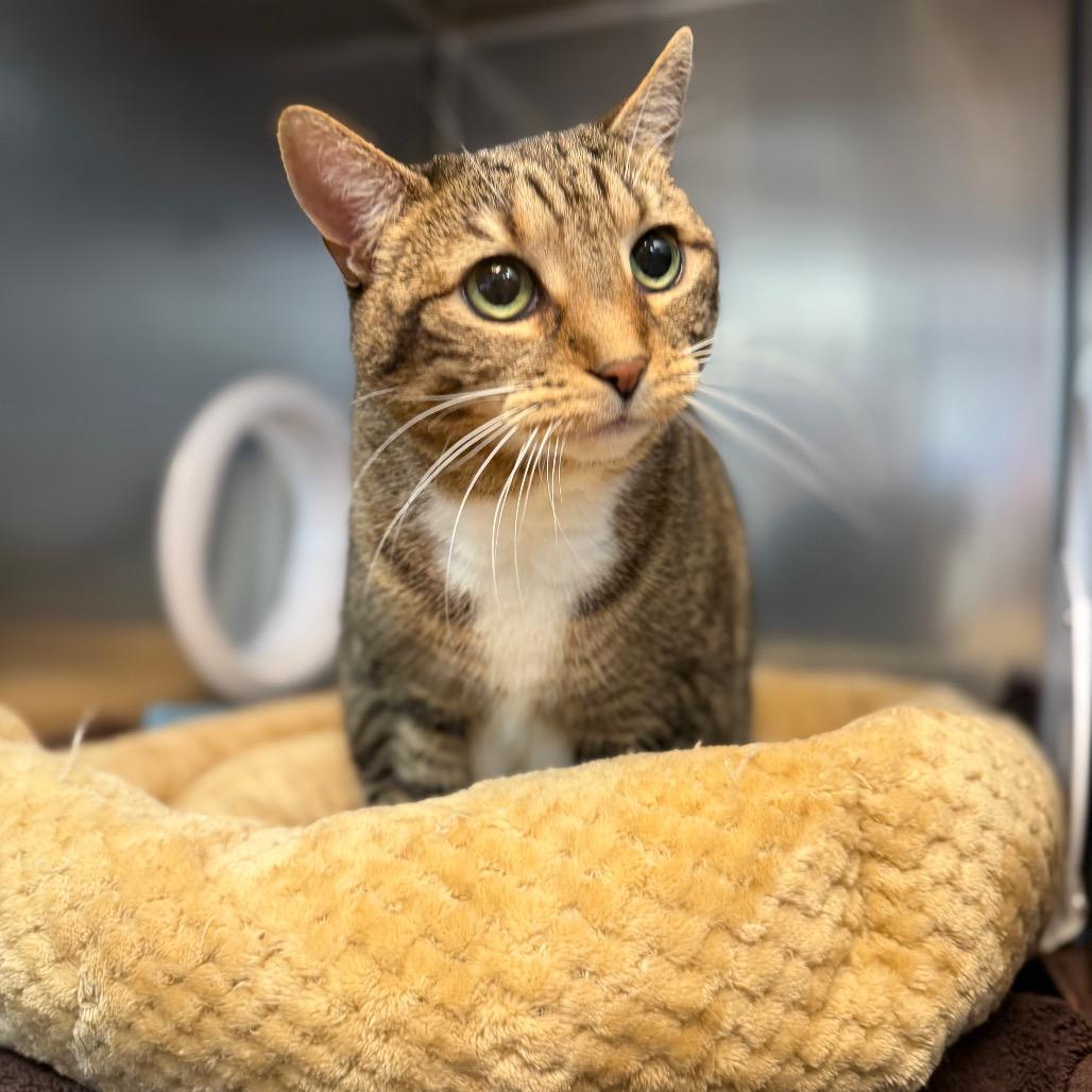 Enlarge Zena, a Adoptable Domestic Short Hair in Perkiomenville, PA image 2/4