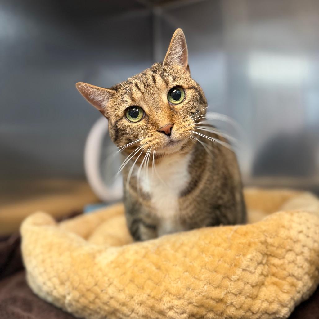 Enlarge Zena, a Adoptable Domestic Short Hair in Perkiomenville, PA image 3/4