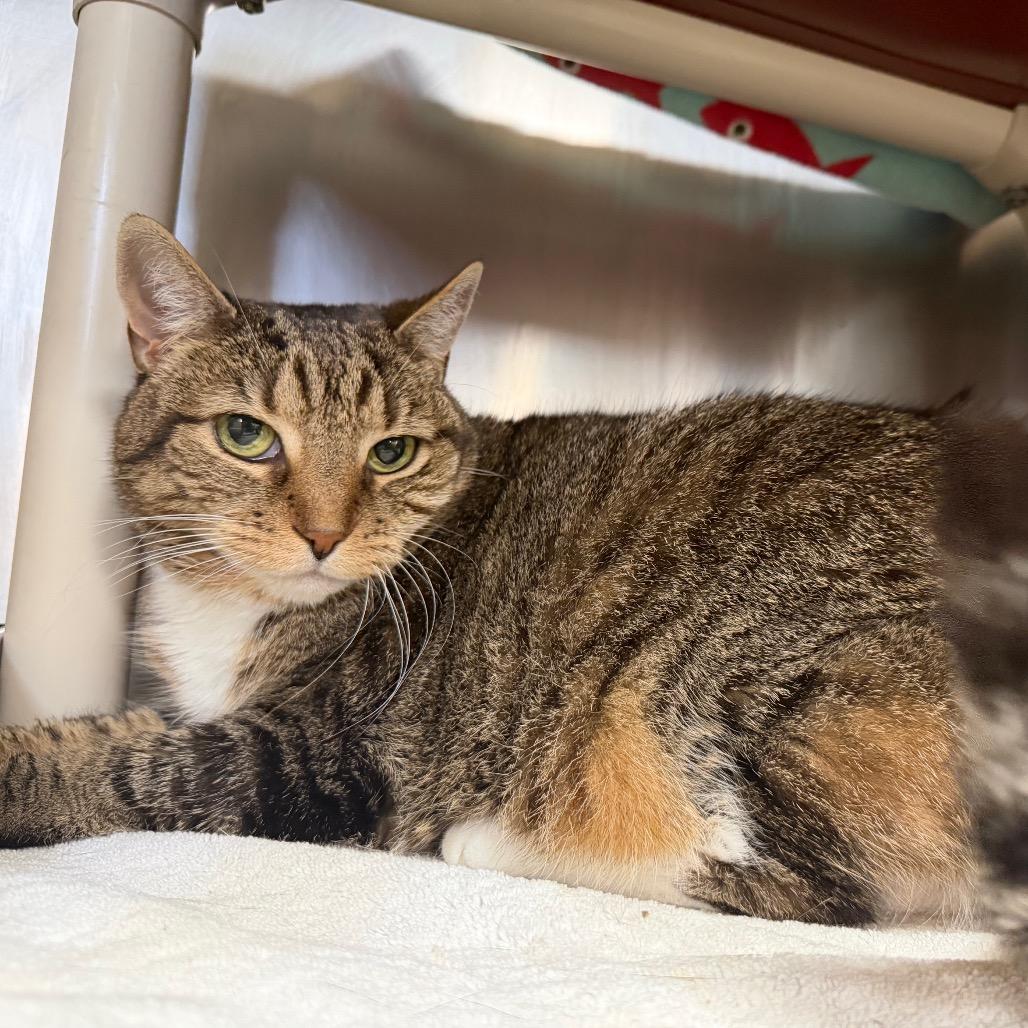 Enlarge Zena, a Adoptable Domestic Short Hair in Perkiomenville, PA image 4/4